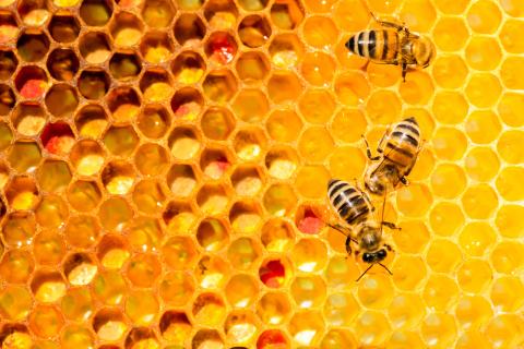 Bees on Honeycomb Main Image