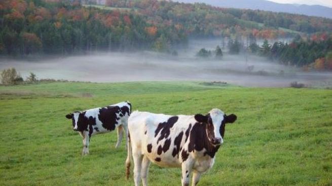 Dairy Farm in Vermont