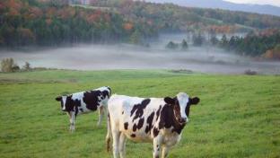Dairy Farm in Vermont
