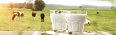 milk hero article