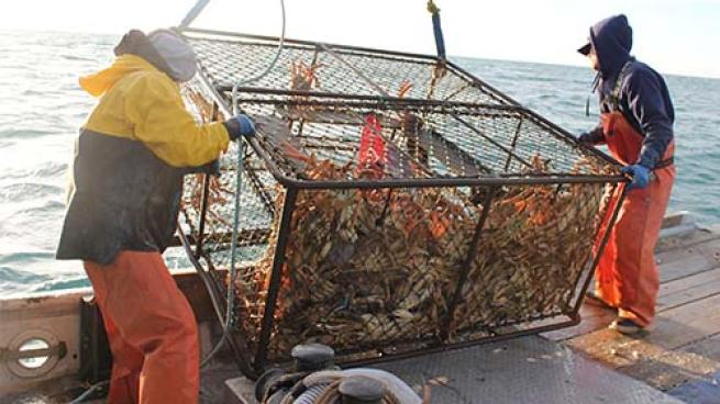Hot tip: huge harvest of the Alaska crabber’s favorite crab