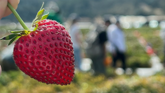 How Driscoll’s is Embracing AI to Build an Even Better Berry